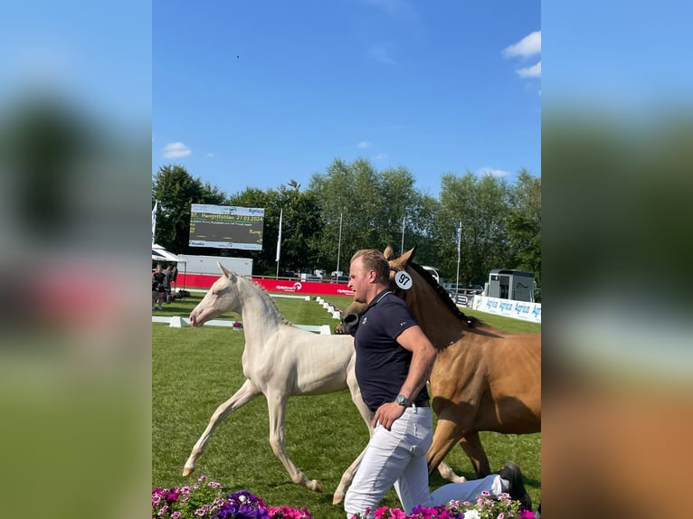 Duitse rijpony Hengst veulen (03/2024) Perlino in Lippetal