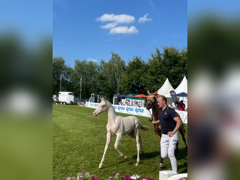 Duitse rijpony Hengst veulen (03/2024) Perlino in Lippetal