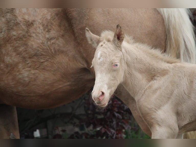 Duitse rijpony Hengst Veulen (04/2026) Perlino in Castrop-Rauxel