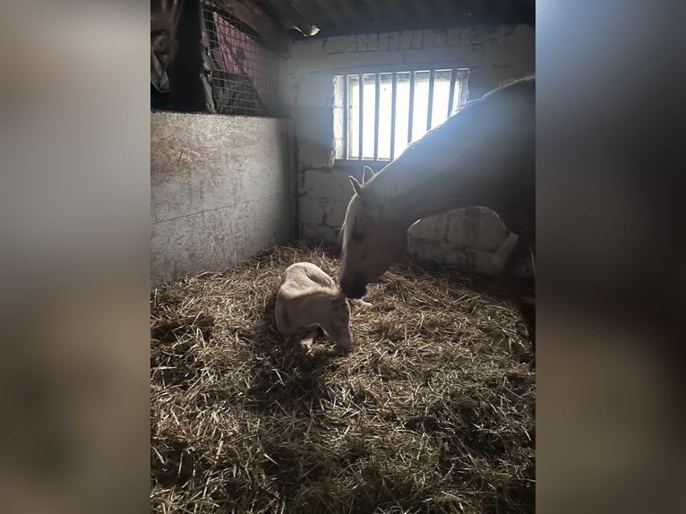 Duitse rijpony Hengst Veulen (04/2026) Perlino in Castrop-Rauxel