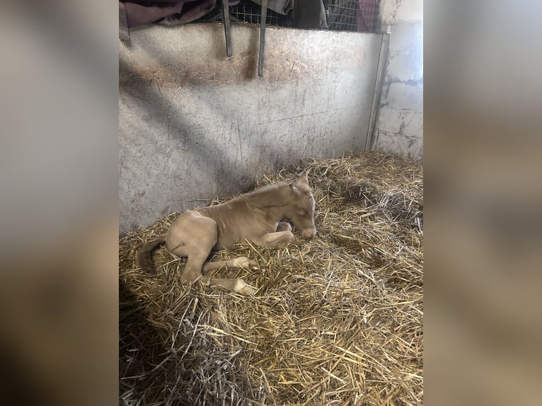 Duitse rijpony Hengst Veulen (04/2026) Perlino in Castrop-Rauxel