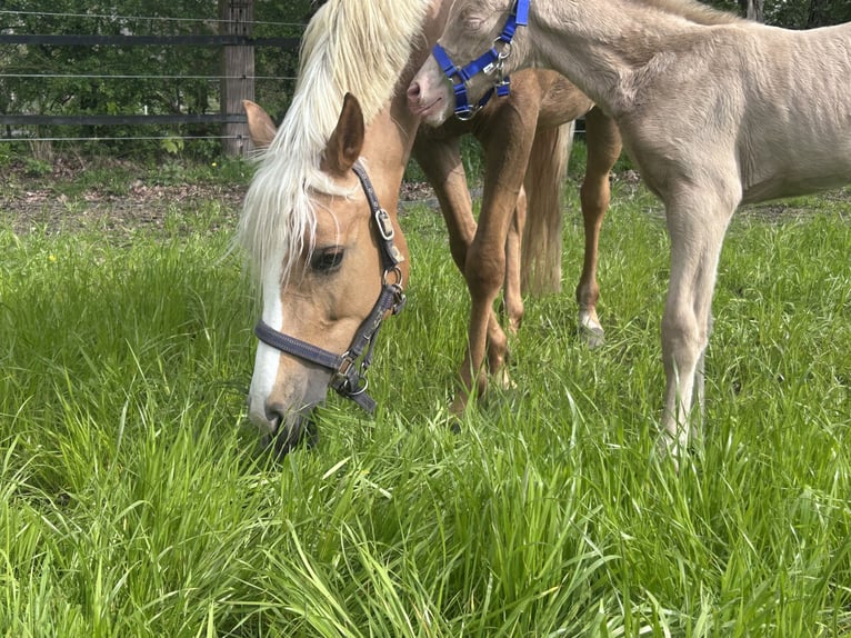 Duitse rijpony Hengst Veulen (04/2026) Perlino in Castrop-Rauxel