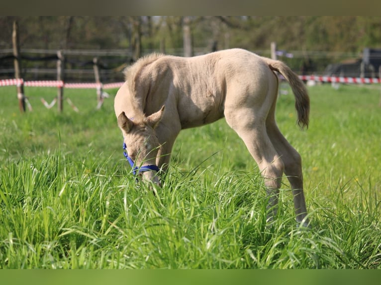 Duitse rijpony Hengst Veulen (04/2026) Perlino in Castrop-Rauxel