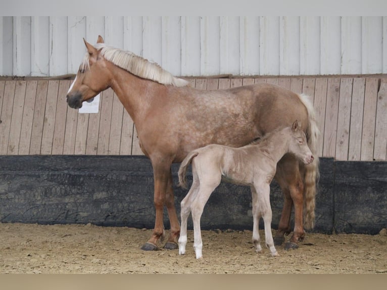Duitse rijpony Hengst Veulen (04/2026) Perlino in Castrop-Rauxel