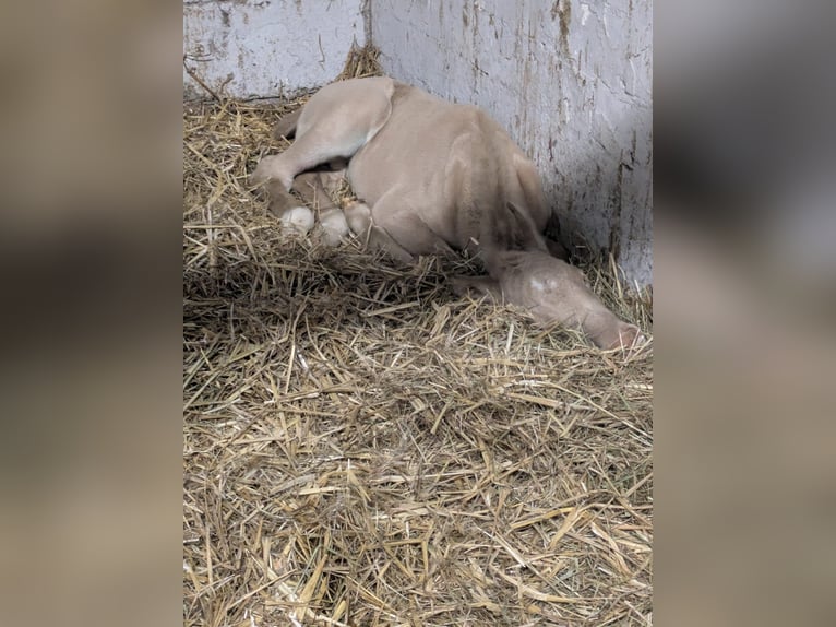 Duitse rijpony Hengst Veulen (04/2026) Perlino in Castrop-Rauxel