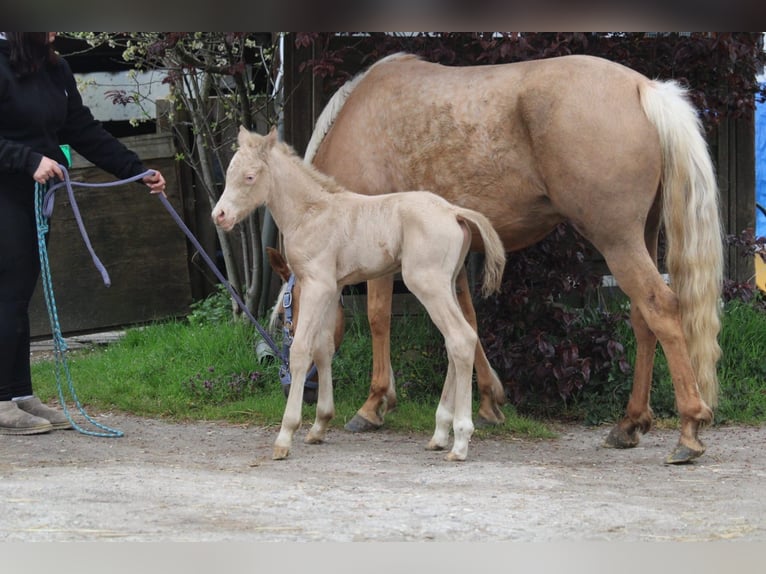Duitse rijpony Hengst Veulen (04/2026) Perlino in Castrop-Rauxel