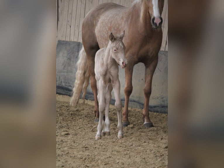 Duitse rijpony Hengst Veulen (04/2026) Perlino in Castrop-Rauxel