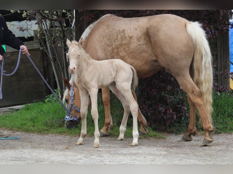 Duitse rijpony Hengst Veulen (04/2026) Perlino in Castrop-Rauxel