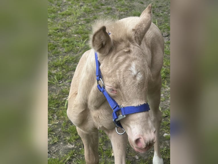 Duitse rijpony Hengst Veulen (04/2026) Perlino in Castrop-Rauxel