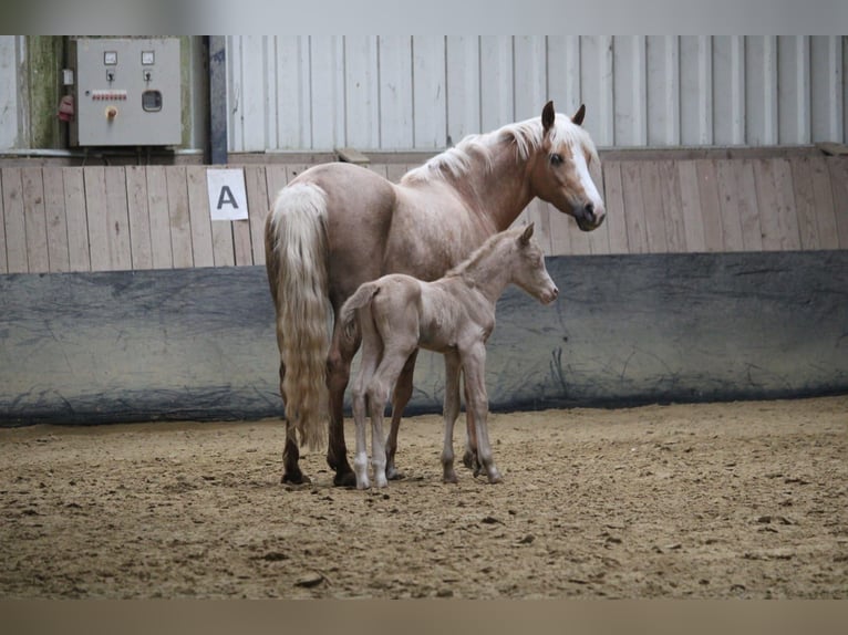 Duitse rijpony Hengst Veulen (04/2026) Perlino in Castrop-Rauxel