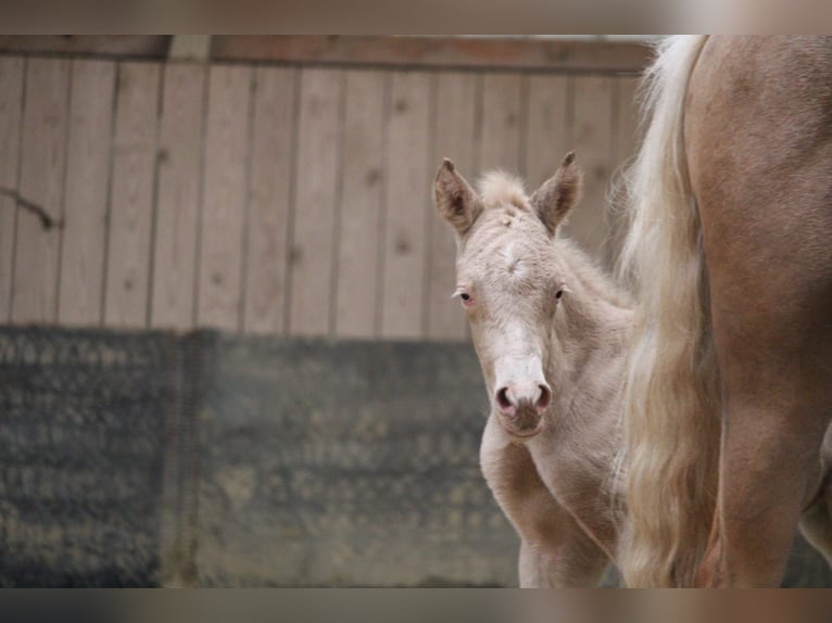Duitse rijpony Hengst Veulen (04/2026) Perlino in Castrop-Rauxel
