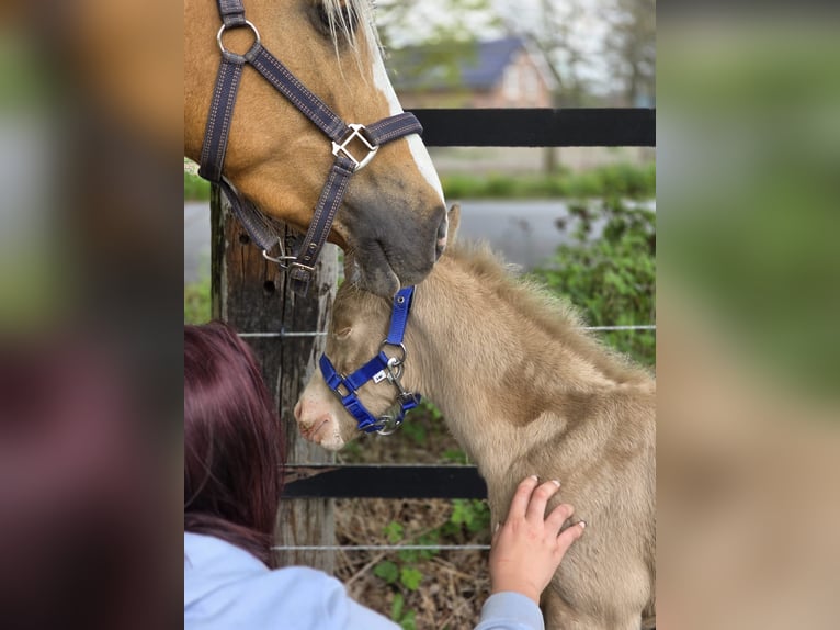 Duitse rijpony Hengst Veulen (04/2026) Perlino in Castrop-Rauxel