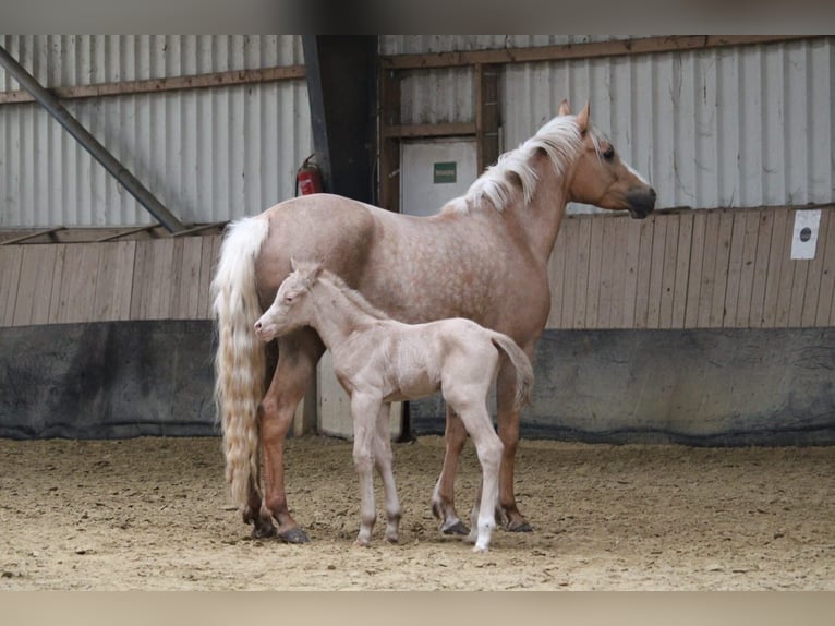 Duitse rijpony Hengst Veulen (04/2026) Perlino in Castrop-Rauxel