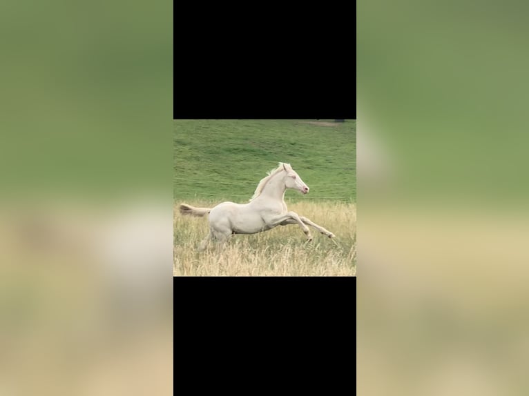 Duitse rijpony Hengst Veulen (05/2025) Perlino in Struxdorf