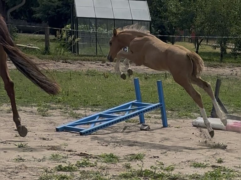 Duitse rijpony Hengst Veulen (05/2026)  in Perleberg
