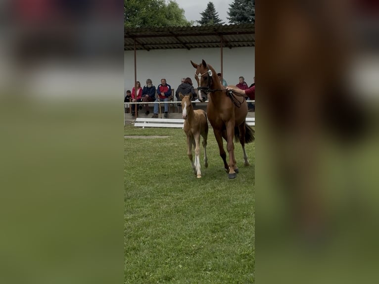Duitse rijpony Hengst Veulen (05/2026)  in Perleberg