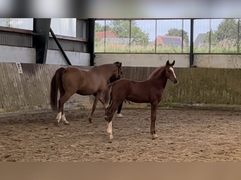 Duitse rijpony Hengst veulen (04/2024) Vos in Bliedersdorf