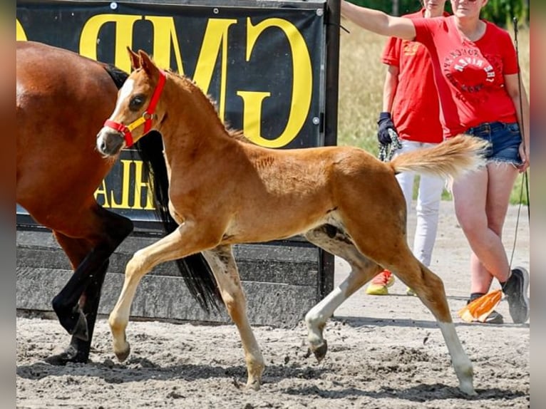 Duitse rijpony Hengst Veulen (05/2026) Vos in Cappeln