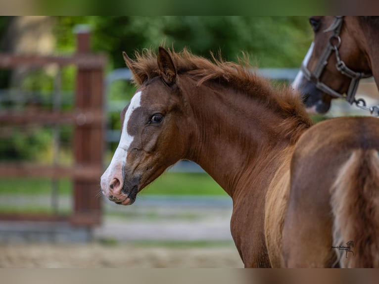 Duitse rijpony Hengst Veulen (03/2025) Vos in Ovelg&#xF6;nneOvelg&#xF6;nne