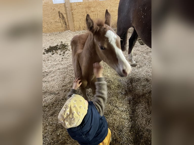 Duitse rijpony Hengst Veulen (03/2025) Vos in Ovelg&#xF6;nneOvelg&#xF6;nne