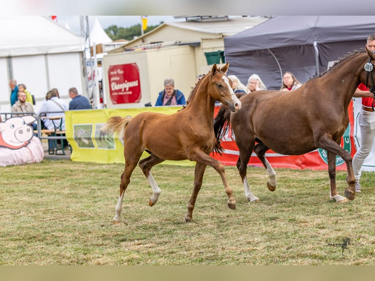 Duitse rijpony Hengst Veulen (03/2025) Vos in Ovelg&#xF6;nneOvelg&#xF6;nne