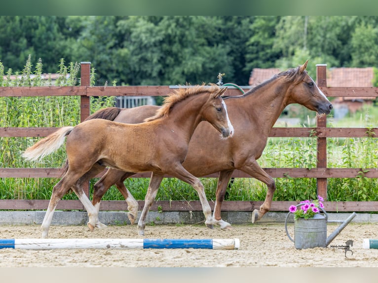 Duitse rijpony Hengst Veulen (03/2025) Vos in Ovelg&#xF6;nneOvelg&#xF6;nne