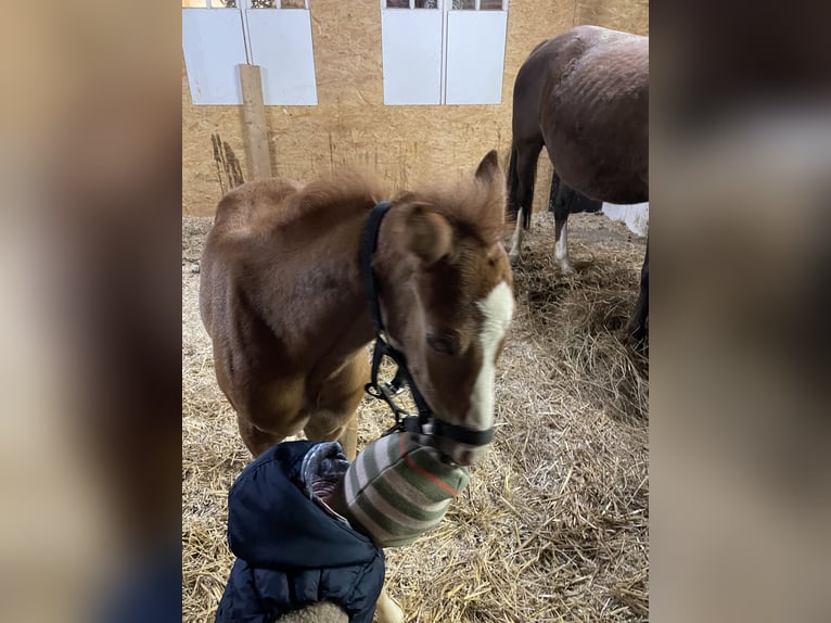 Duitse rijpony Hengst Veulen (03/2025) Vos in Ovelg&#xF6;nneOvelg&#xF6;nne