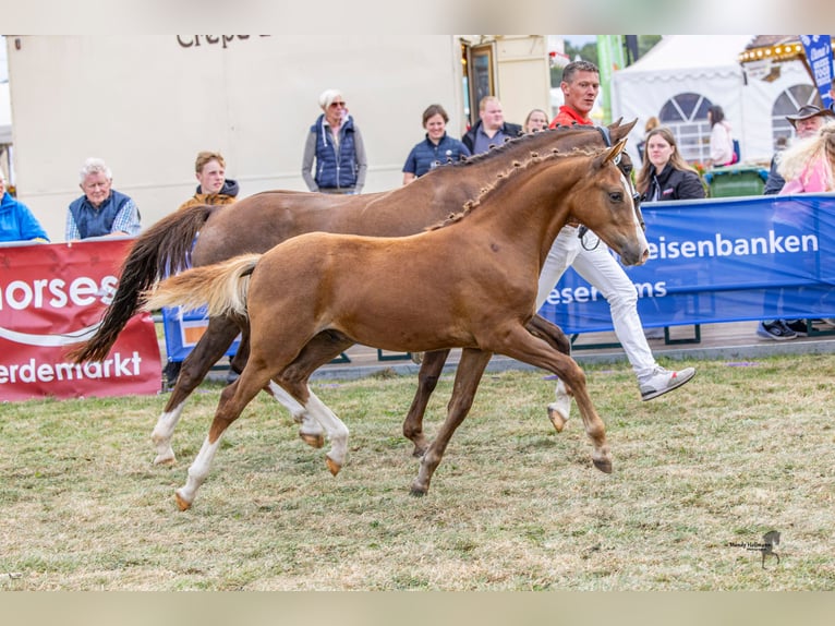 Duitse rijpony Hengst Veulen (03/2025) Vos in Ovelg&#xF6;nneOvelg&#xF6;nne