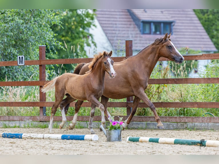 Duitse rijpony Hengst Veulen (03/2025) Vos in Ovelg&#xF6;nneOvelg&#xF6;nne