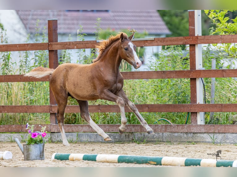 Duitse rijpony Hengst Veulen (03/2025) Vos in Ovelg&#xF6;nneOvelg&#xF6;nne