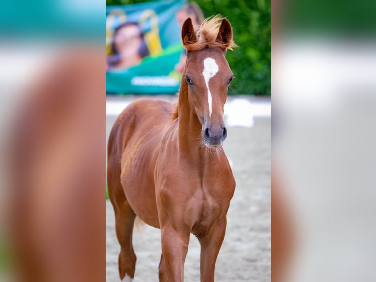 Duitse rijpony Hengst veulen (03/2024) Vos in Emsdetten