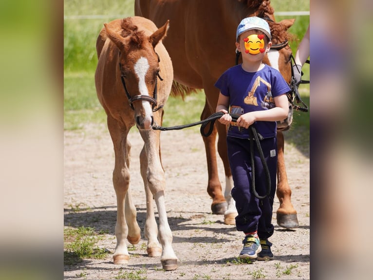 Duitse rijpony Hengst Veulen (03/2025) Vos in Lindau