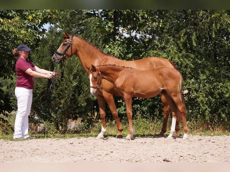 Duitse rijpony Hengst Veulen (03/2025) Vos in Lindau