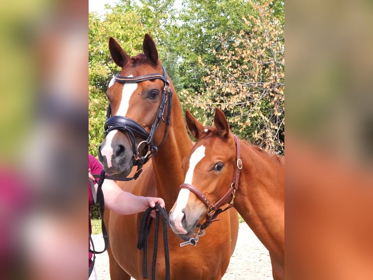 Duitse rijpony Hengst Veulen (03/2025) Vos in Lindau