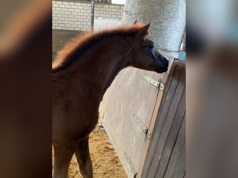 Duitse rijpony Hengst Veulen (04/2026) Vos in WuppertalWuppertal