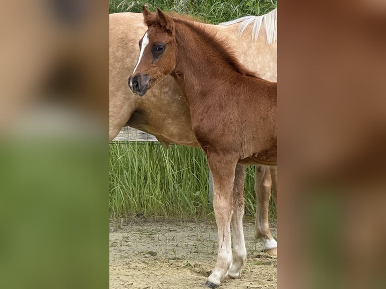 Duitse rijpony Hengst Veulen (04/2026) Vos in WuppertalWuppertal