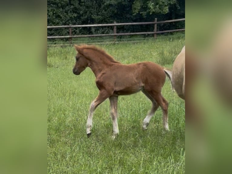 Duitse rijpony Hengst Veulen (04/2026) Vos in WuppertalWuppertal
