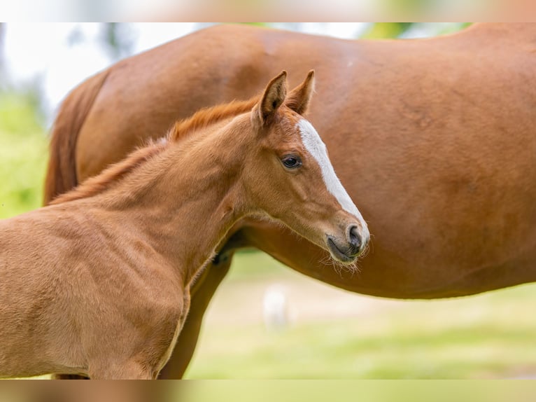 Duitse rijpony Hengst  Vos in Emstek
