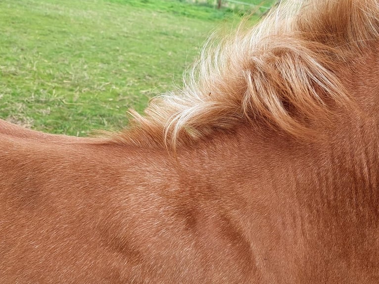 Duitse rijpony Hengst veulen (04/2024) Vos in Stadtlohn