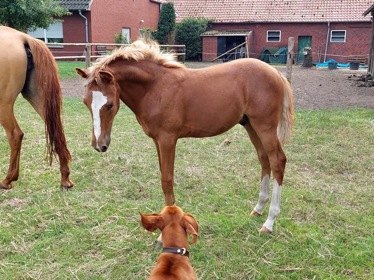 Duitse rijpony Hengst veulen (04/2024) Vos in Stadtlohn