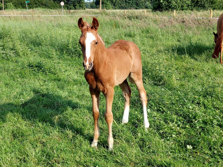 Duitse rijpony Hengst veulen (04/2024) Vos in Stadtlohn