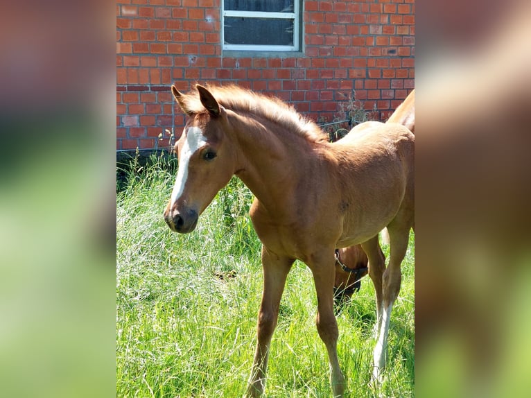 Duitse rijpony Hengst veulen (04/2024) Vos in Stadtlohn