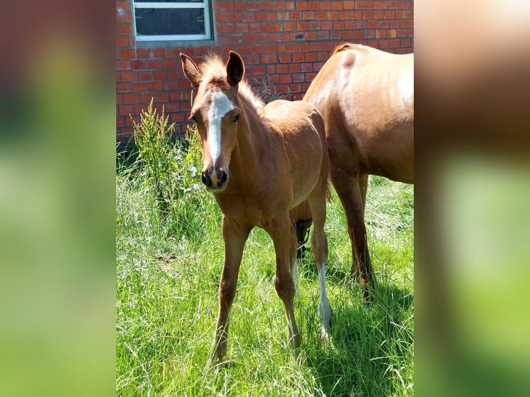 Duitse rijpony Hengst veulen (04/2024) Vos in Stadtlohn