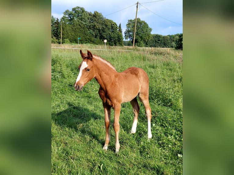 Duitse rijpony Hengst veulen (04/2024) Vos in Stadtlohn