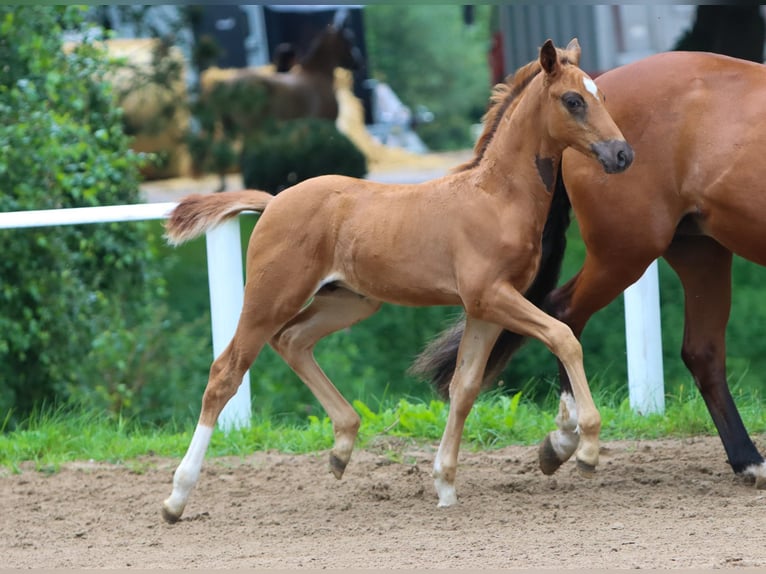 Duitse rijpony Hengst veulen (05/2024) Vos in Hamburg