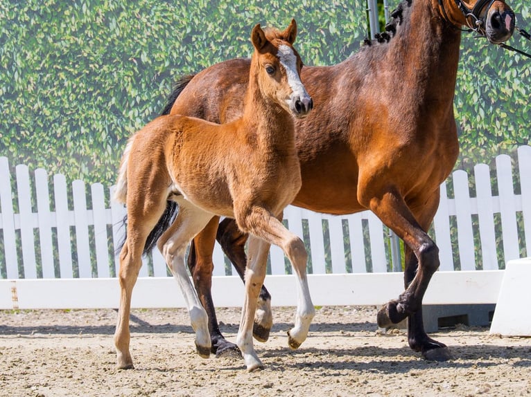 Duitse rijpony Hengst Veulen (03/2026) Vos in Mnster-Handorf