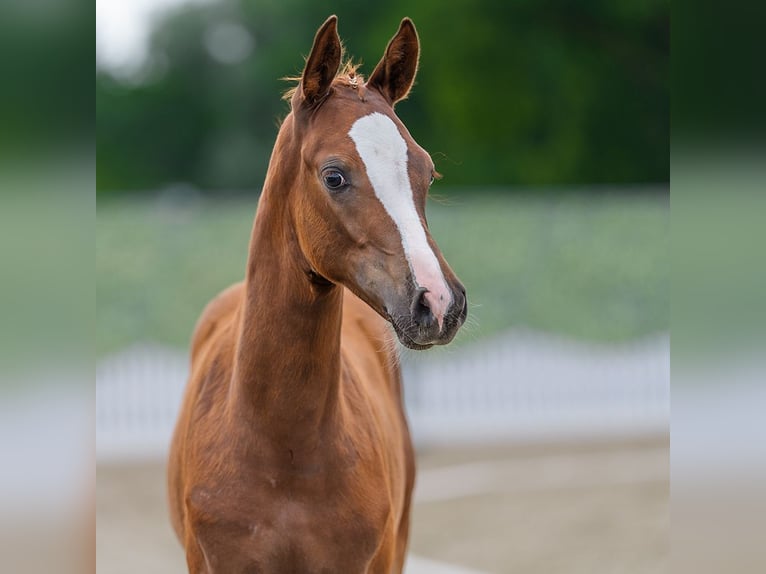 Duitse rijpony Hengst Veulen (04/2026) Vos in Mnster-Handorf