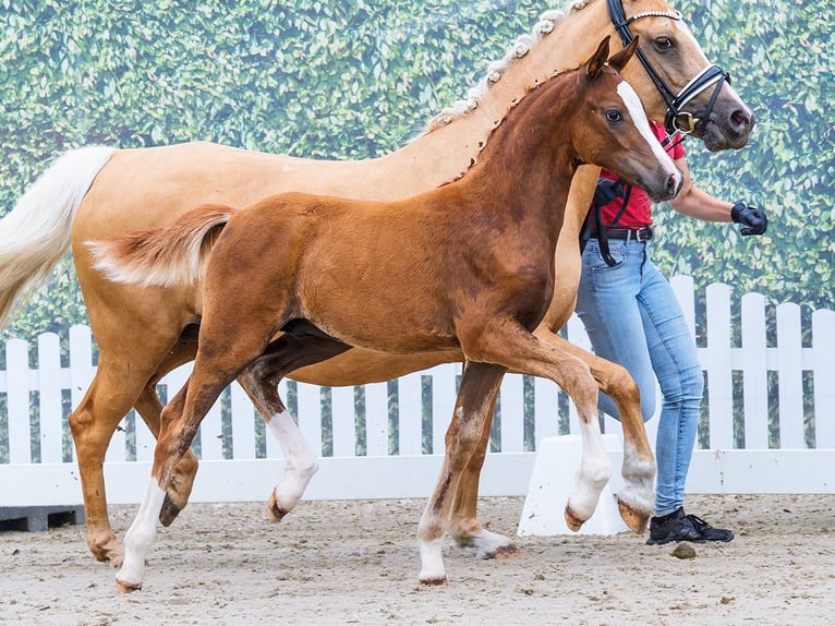 Duitse rijpony Hengst Veulen (04/2026) Vos in Mnster-Handorf