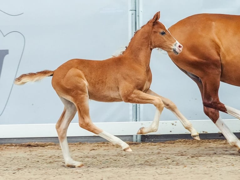 Duitse rijpony Hengst veulen (05/2024) Vos in Münster-Handorf