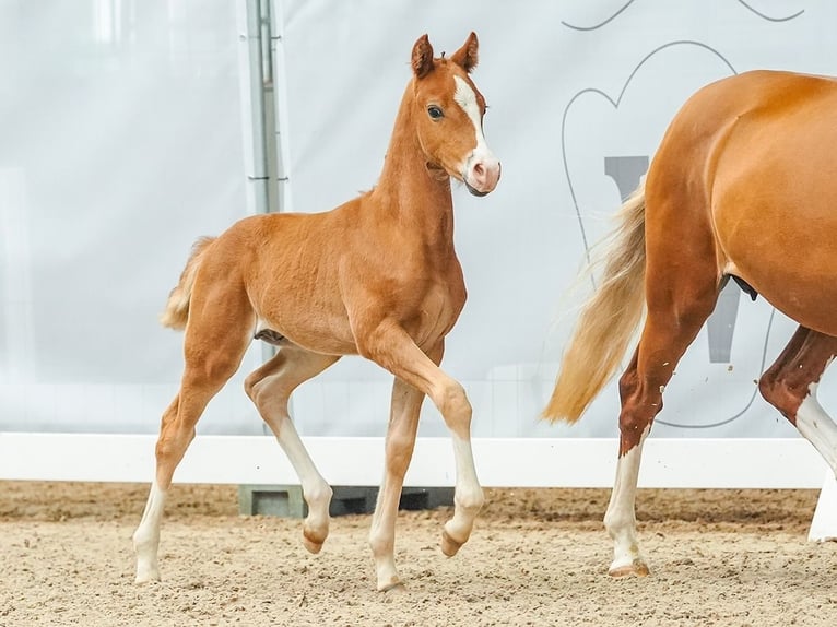 Duitse rijpony Hengst veulen (05/2024) Vos in Münster-Handorf